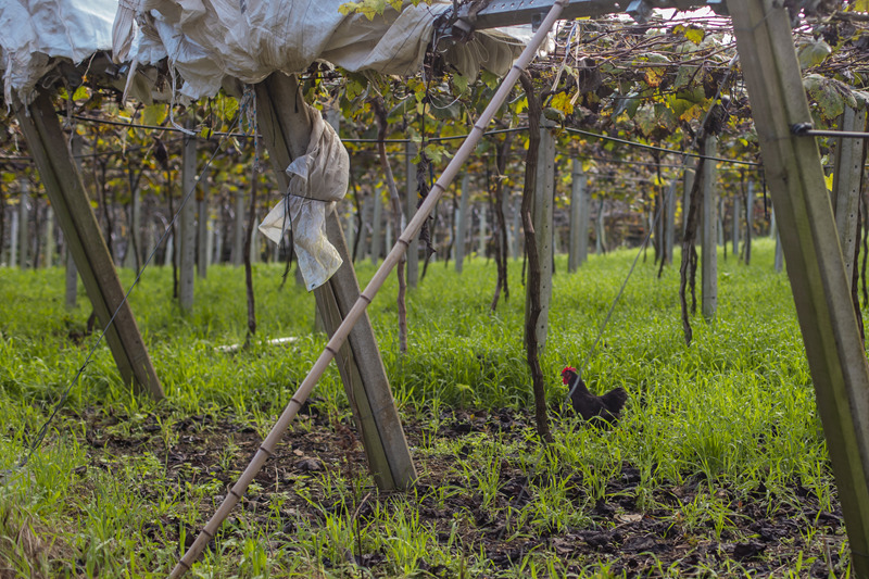  Curitiba ainda tem bairros com produção agrícola