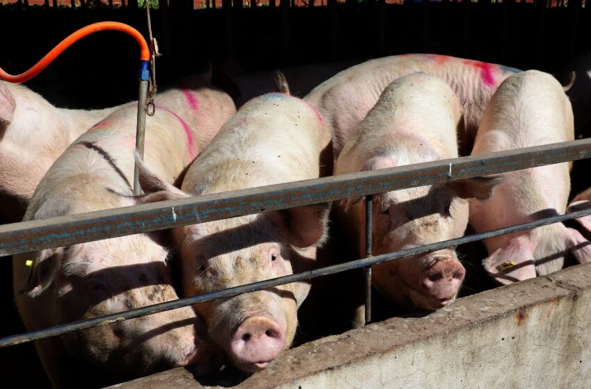  Paraná bate recorde na carne de frango, suína e bovina