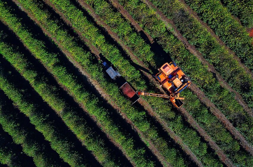 Colheita de 713 mil sacas de café chega a 36% no Paraná; cultura alcança R$ 1,1 bilhão