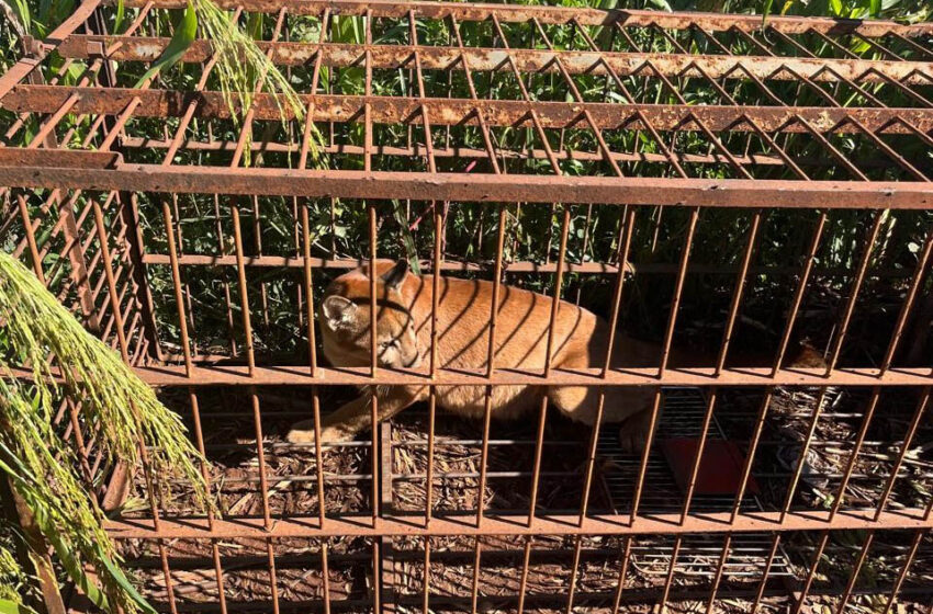 IAT devolve à natureza filhote de onça-parda