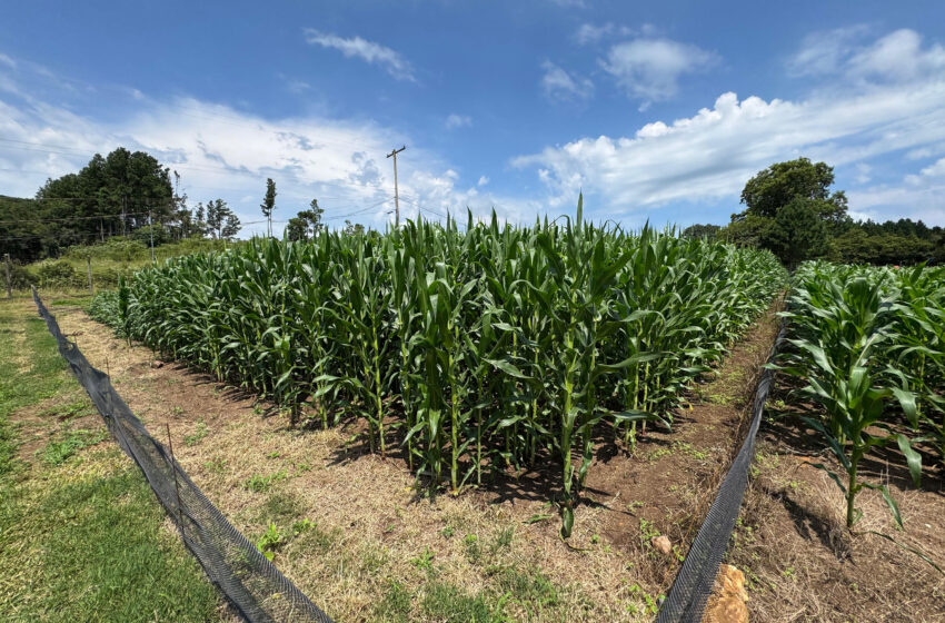 Paraná terá nova tecnologia europeia para sistemas agrícolas