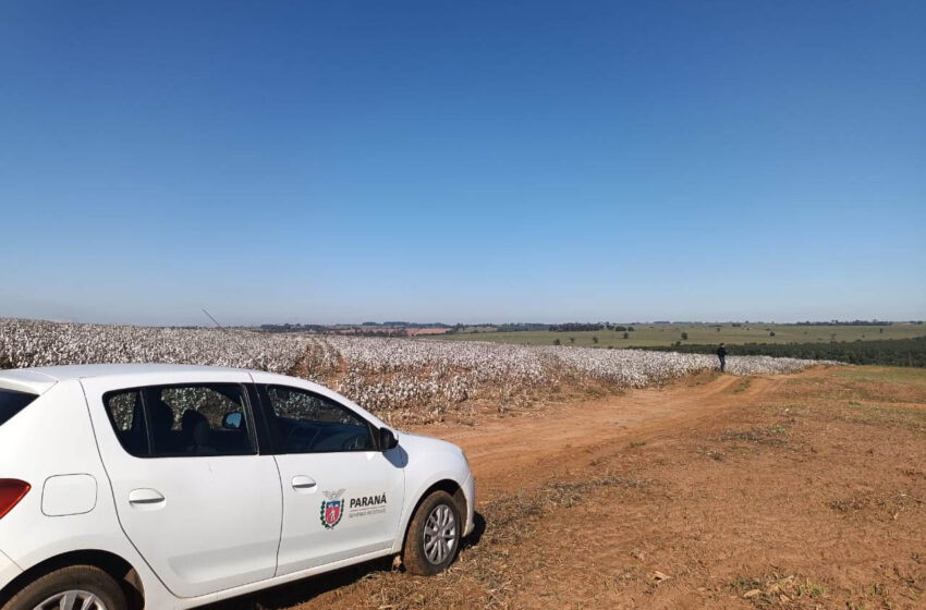 Agricultores paranaenses retomam produção de algodão