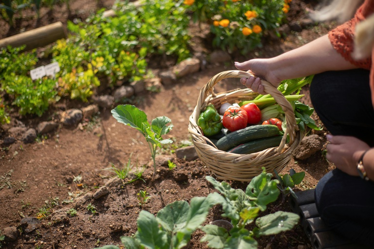 AgroAmigo impulsiona agricultura familiar