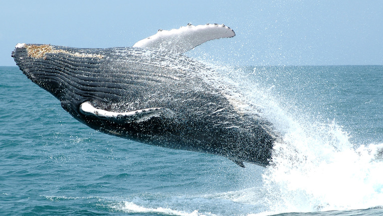  Turismo Responsável protege fauna marinha brasileira