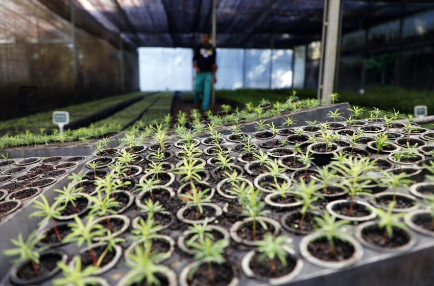  Estado vai distribuir 21,1 mil mudas nativas
