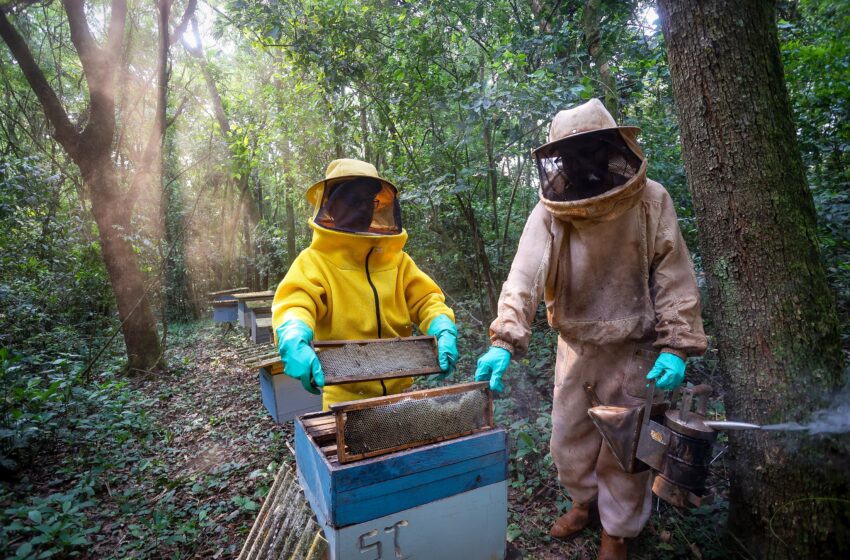  Paraná chega aos melhores resultados em atividades da agropecuária