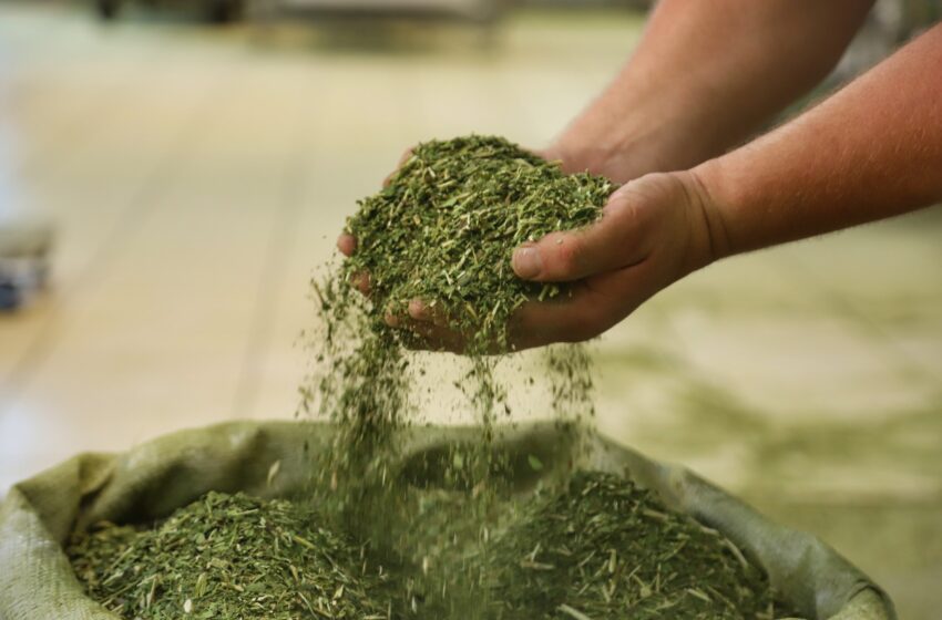Crescimento da produção de erva-mate do Paraná