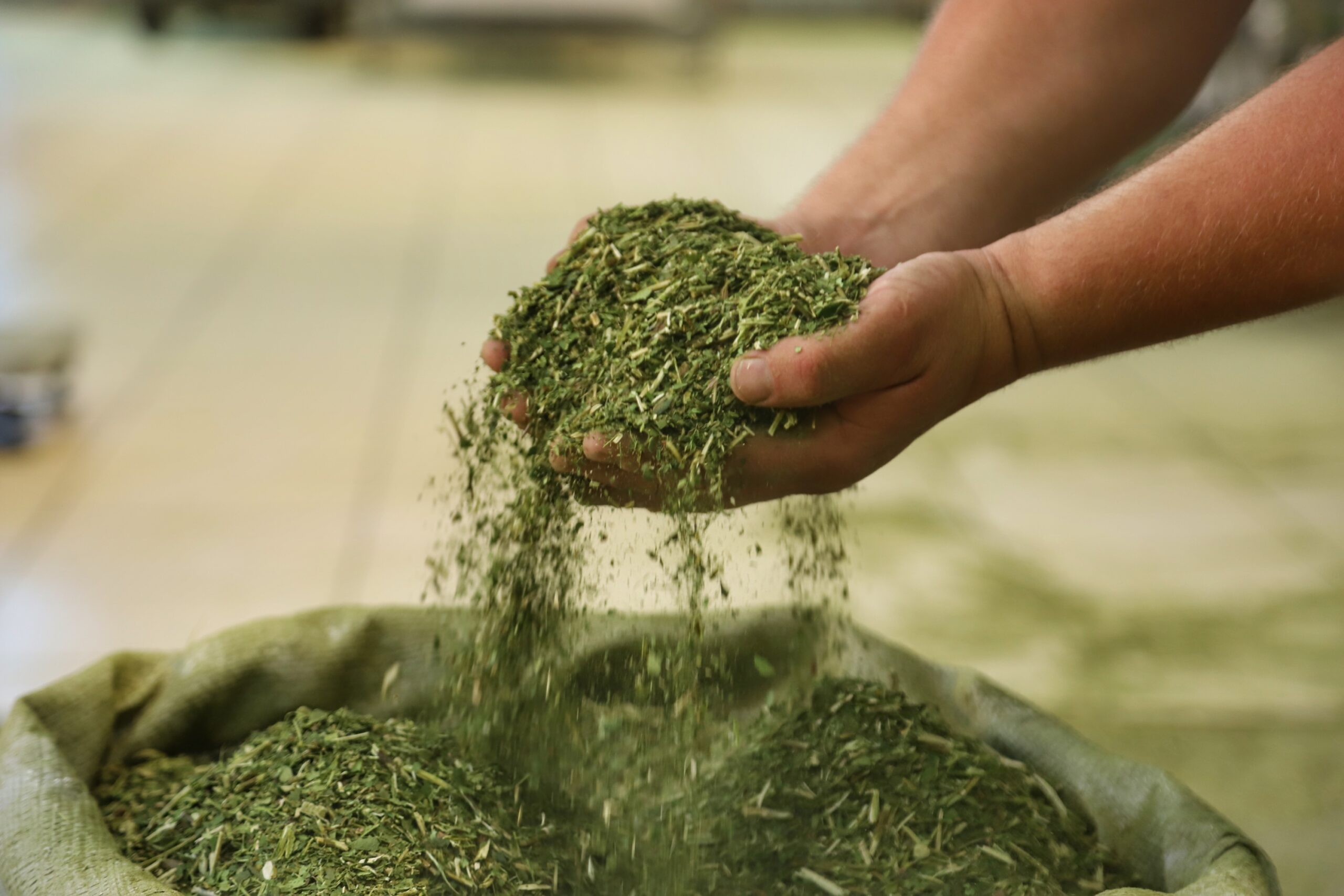Produção de Erva Mate em São Mateus do Sul. Foto: José Fernando Ogura/ANPr – 01/2019