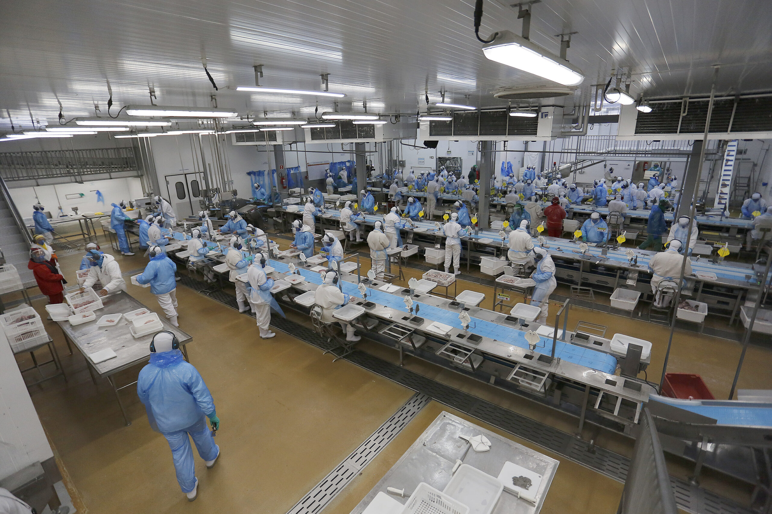 Nova Aurora – 09-10-2020 – Cooperativa Copacol – Abate de Tilapia  – Foto : Jonathan Campos / AEN