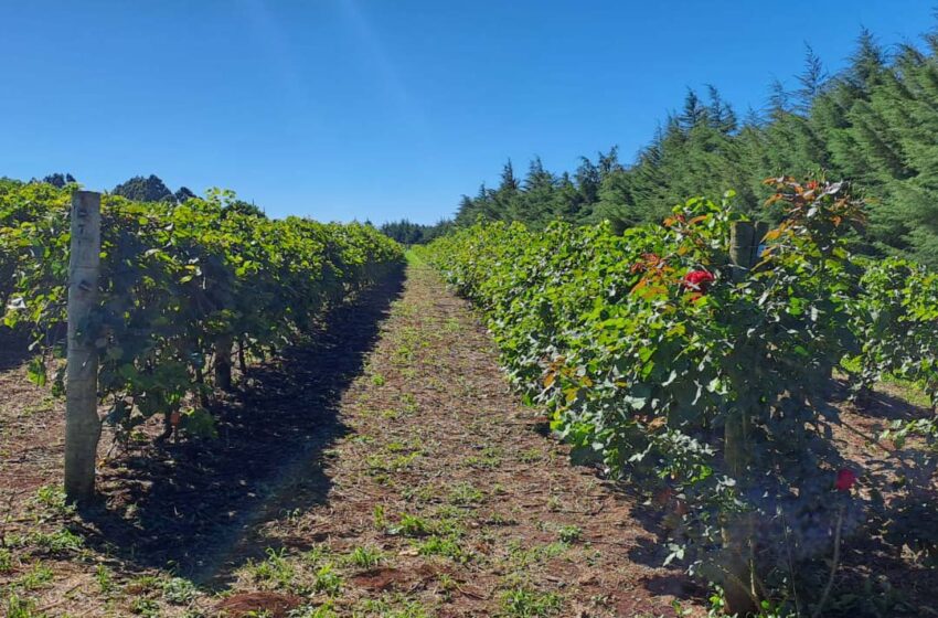  Programa de apoio à viticultura completa seis anos